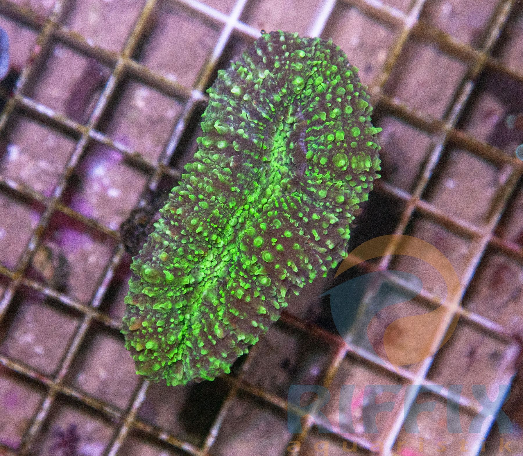 Lobophyllia grün